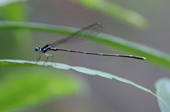 Risiocnemis