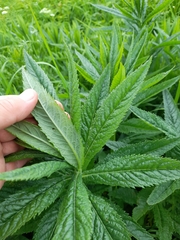 Jacobaea paludosa lanata