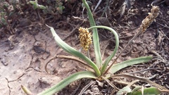 Plantago carnosa