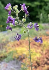 Verbascum phoeniceum