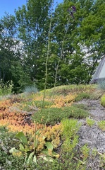 Verbascum phoeniceum