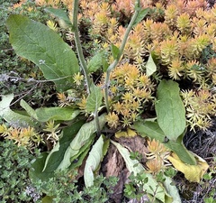 Verbascum phoeniceum