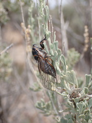Neoplatypedia constricta