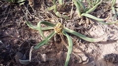 Plantago carnosa
