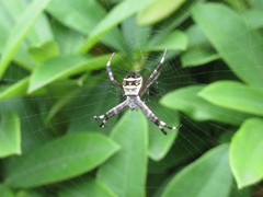 Argiope minuta