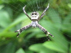 Argiope minuta