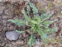 Balsamorhiza rosea