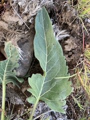 Balsamorhiza rosea