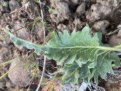 Balsamorhiza rosea