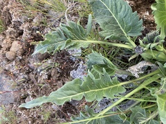 Balsamorhiza rosea