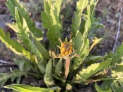 Balsamorhiza rosea