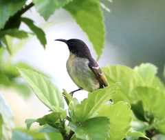 Myzomela jugularis