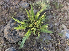 Balsamorhiza rosea