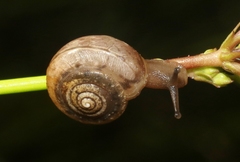 Praticolella griseola