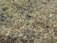 Conchopus