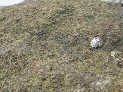 Conchopus