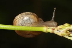 Praticolella griseola