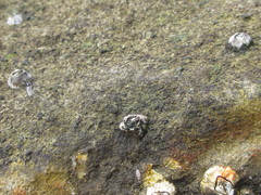Conchopus