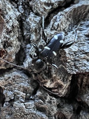 Phymatodes obliquus