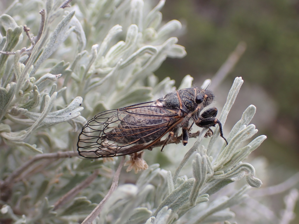 Neoplatypedia constricta