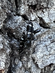 Phymatodes obliquus