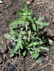 Allophyllum integrifolium