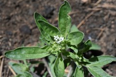 Allophyllum integrifolium