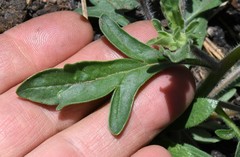 Allophyllum integrifolium