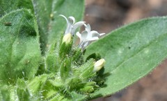 Allophyllum integrifolium