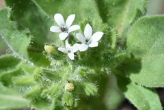 Allophyllum integrifolium