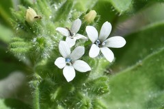 Allophyllum integrifolium