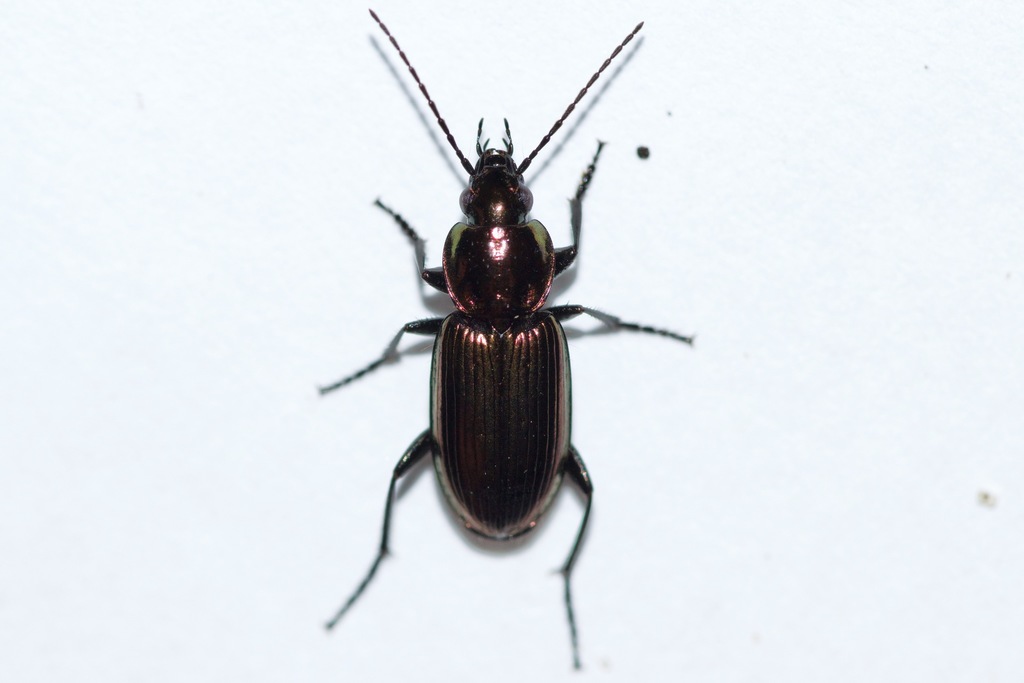 Agonum cupreum