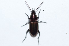 Agonum cupreum