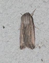 Mythimna riparia