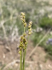 Carex vallicola