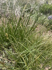 Carex vallicola