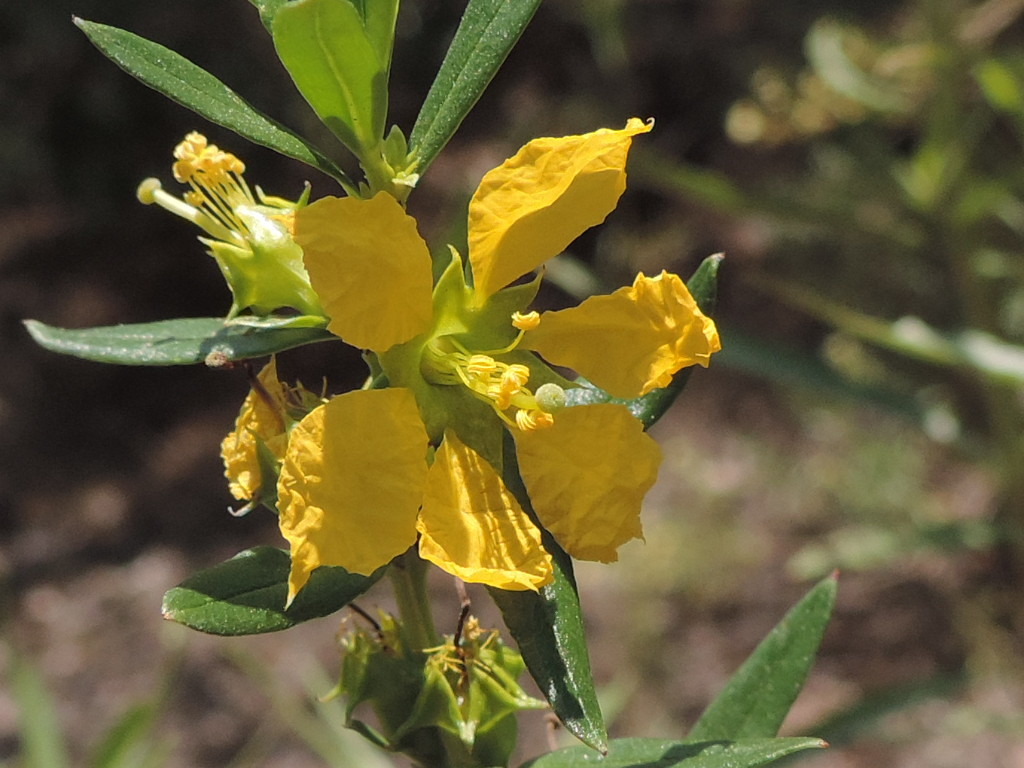 sun opener (Heimia salicifolia)  iNaturalist