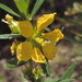 Heimia salicifolia - Photo (c) chelion, μερικά δικαιώματα διατηρούνται (CC BY-NC)