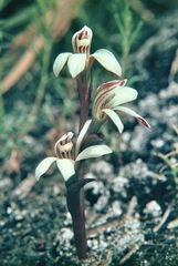 Burnettia cuneata