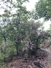 Rhododendron breviperulatum