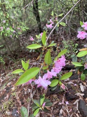 Rhododendron breviperulatum