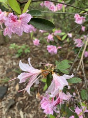 Rhododendron breviperulatum