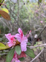 Rhododendron breviperulatum