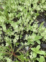 Psilocarphus elatior