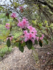 Rhododendron breviperulatum