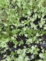 Psilocarphus elatior