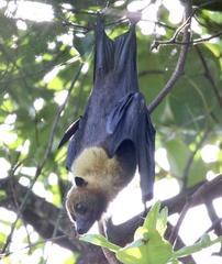 Pteropus tonganus