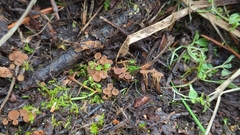 Sclerotinia veratri