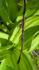 Sclerotinia veratri
