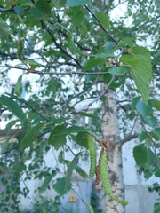 Betula